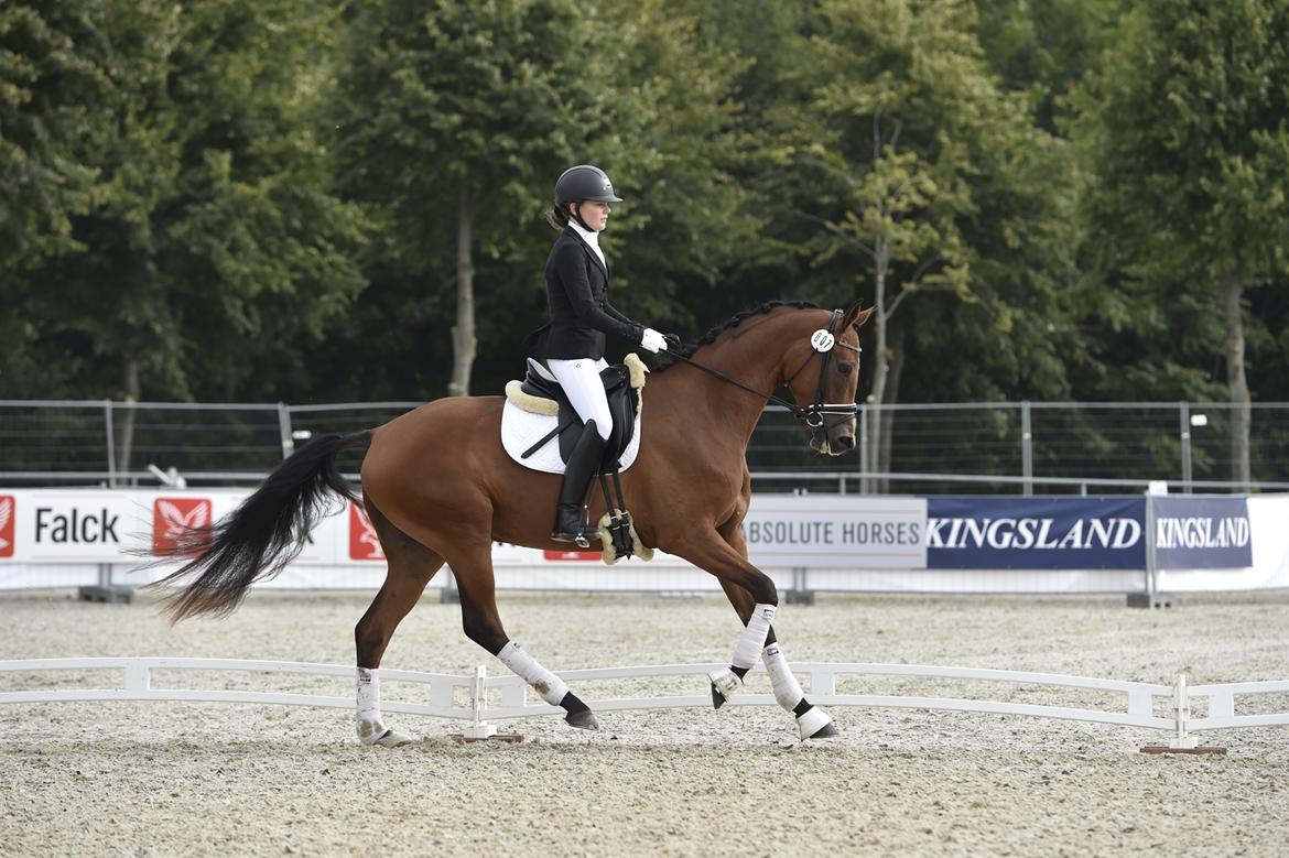 Dansk Varmblod Delay lykkedal billede 1