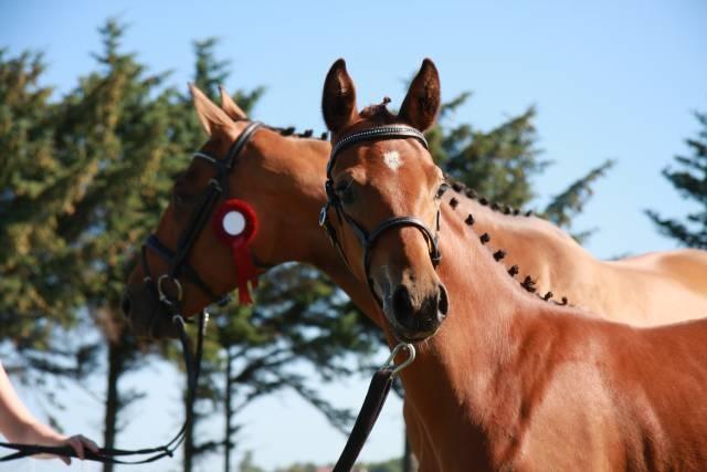 Dansk Varmblod Delay lykkedal billede 4