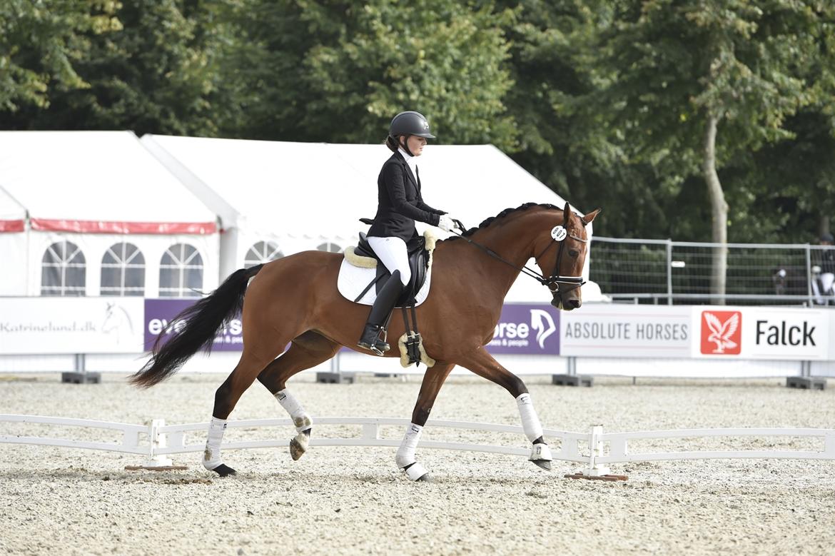 Dansk Varmblod Delay lykkedal billede 3