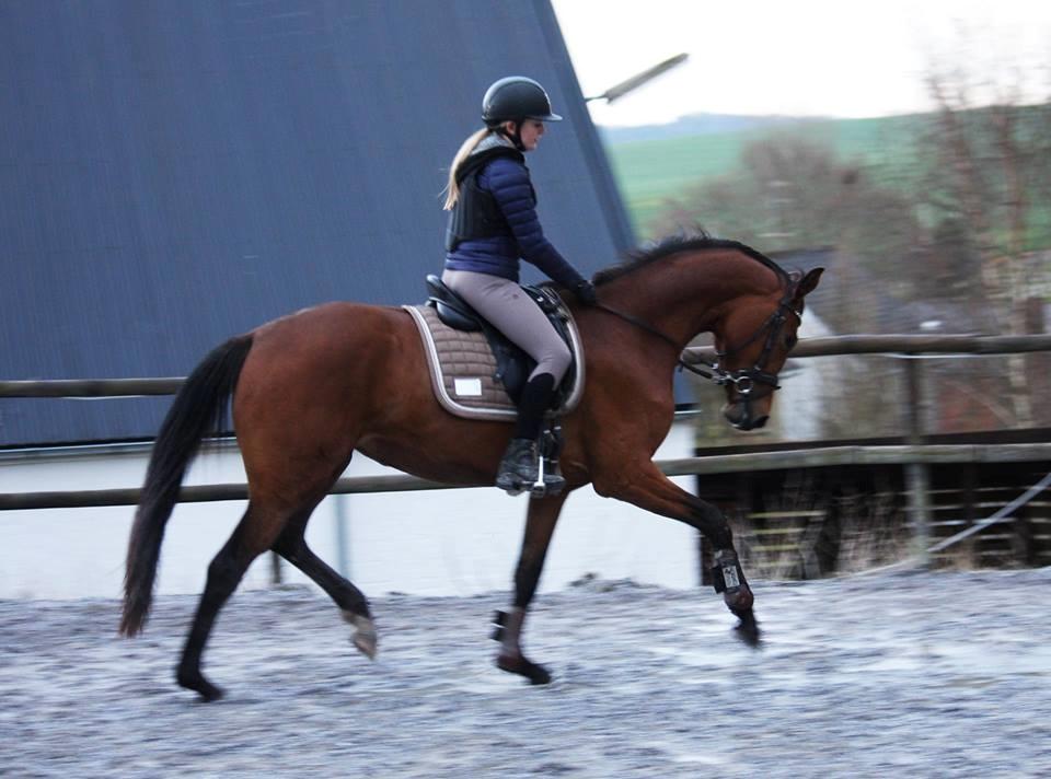 Dansk Varmblod Delay lykkedal billede 8