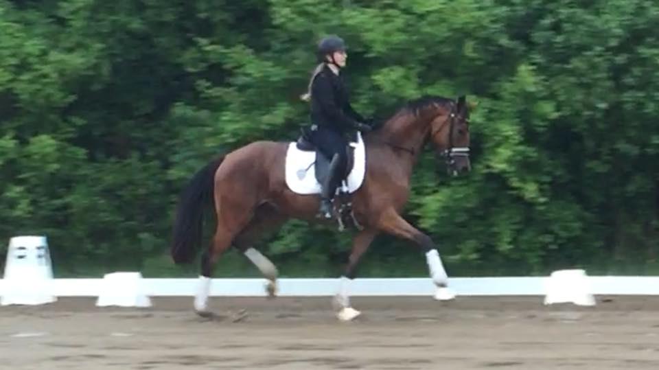 Dansk Varmblod Delay lykkedal billede 7