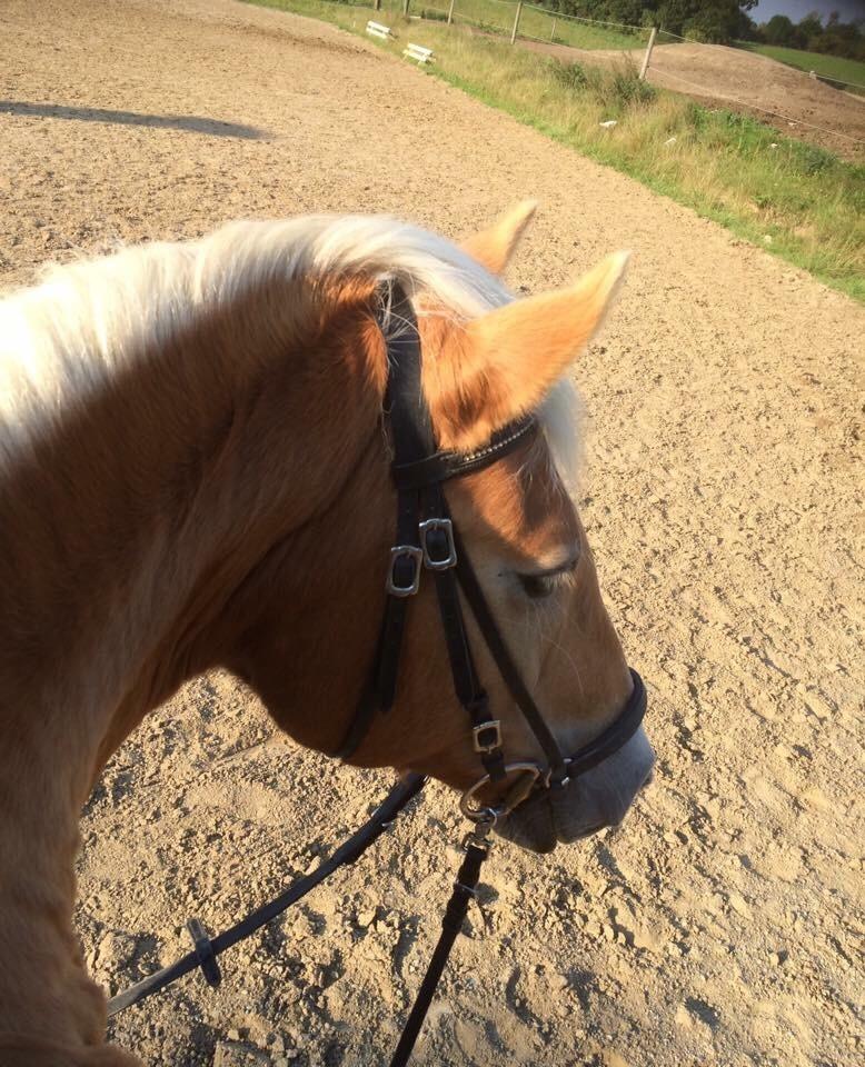 Haflinger Kiwi elghusets - solgt billede 5