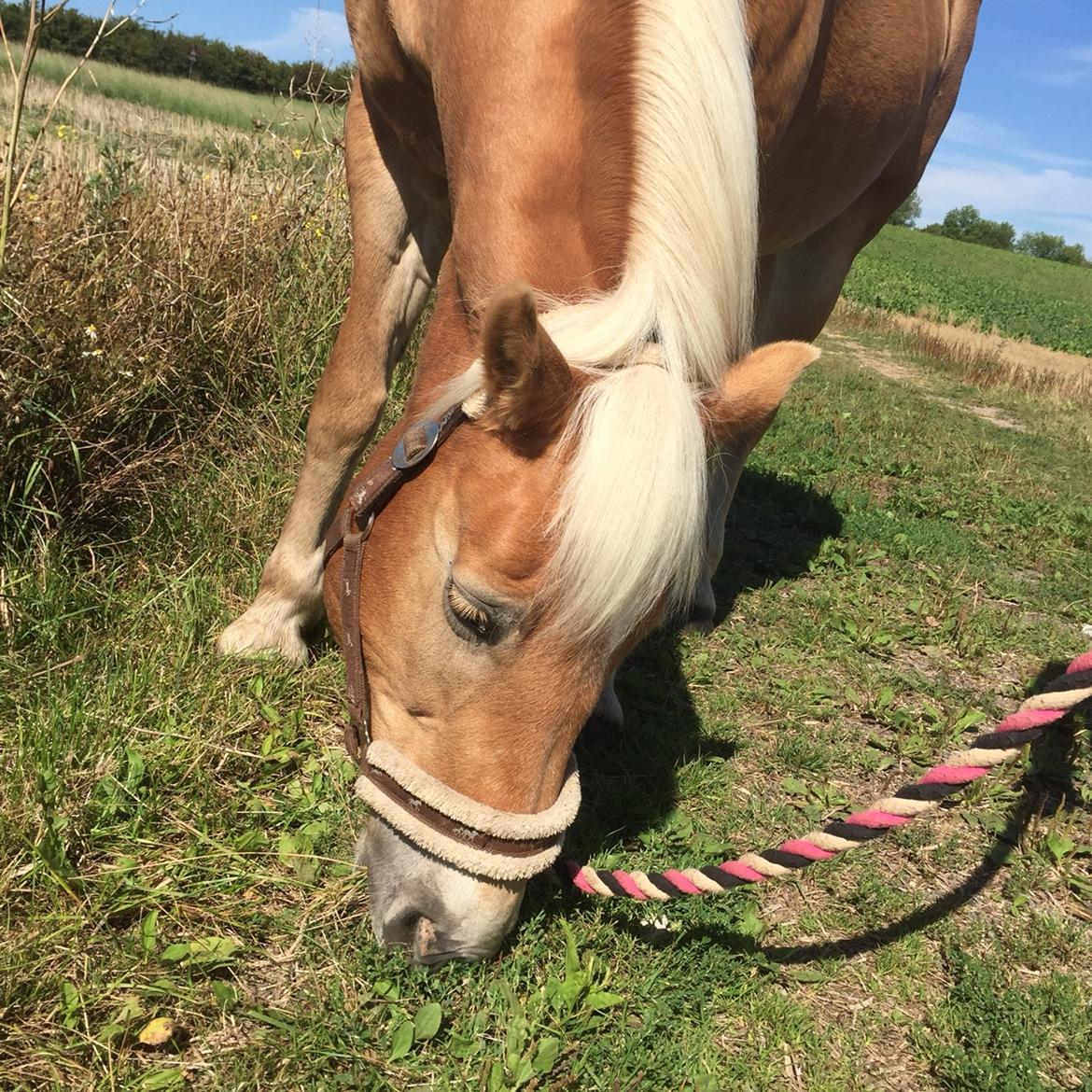 Haflinger Kiwi elghusets - solgt billede 6
