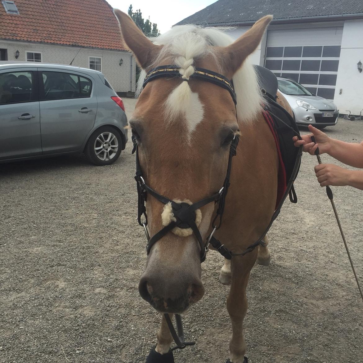 Haflinger Kiwi elghusets - solgt - træt efter en tur i terrænet billede 7