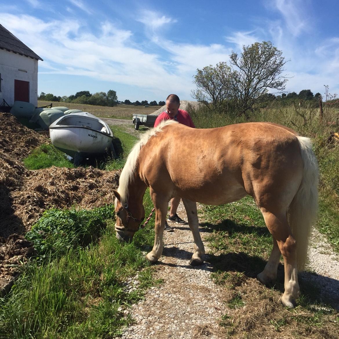 Haflinger Kiwi elghusets - solgt billede 10