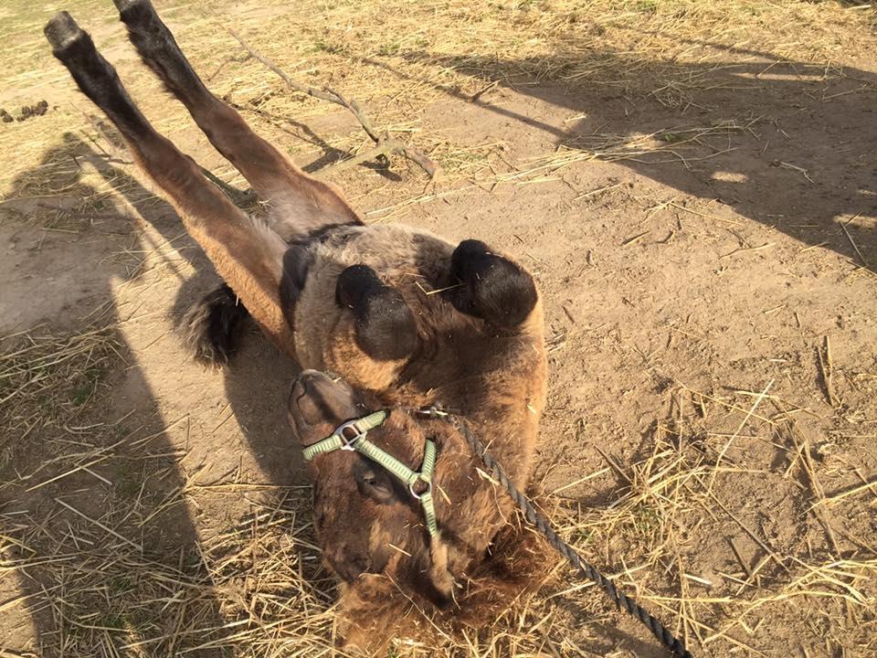 Shetlænder Annagaard Unesco billede 9