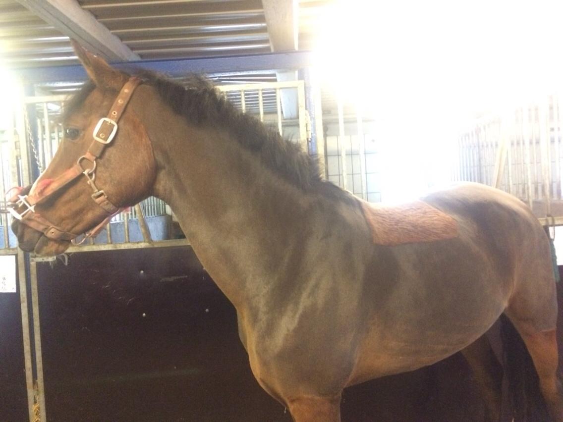 Anden særlig race Sabrina billede 15