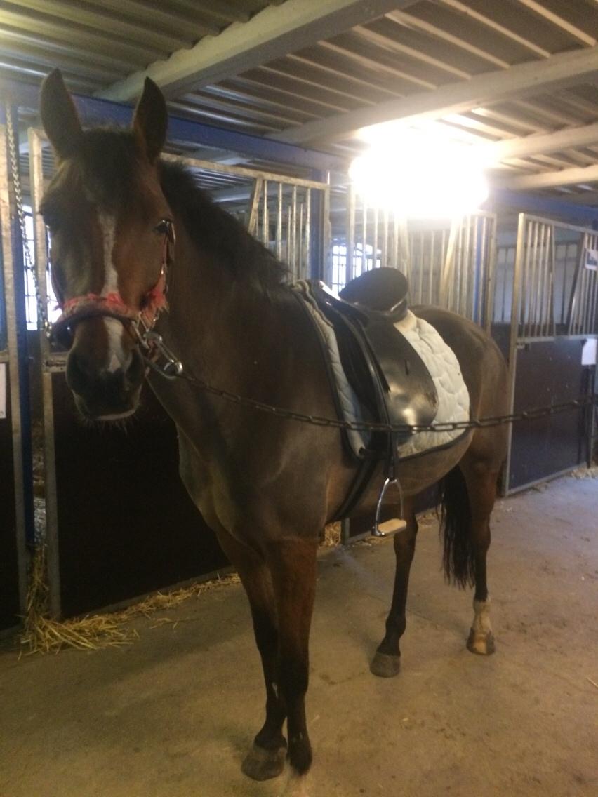 Anden særlig race Sabrina billede 16