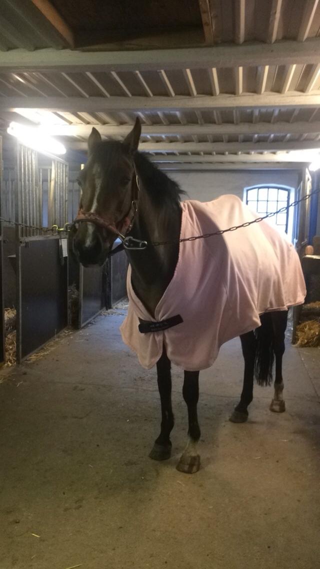 Anden særlig race Sabrina billede 17