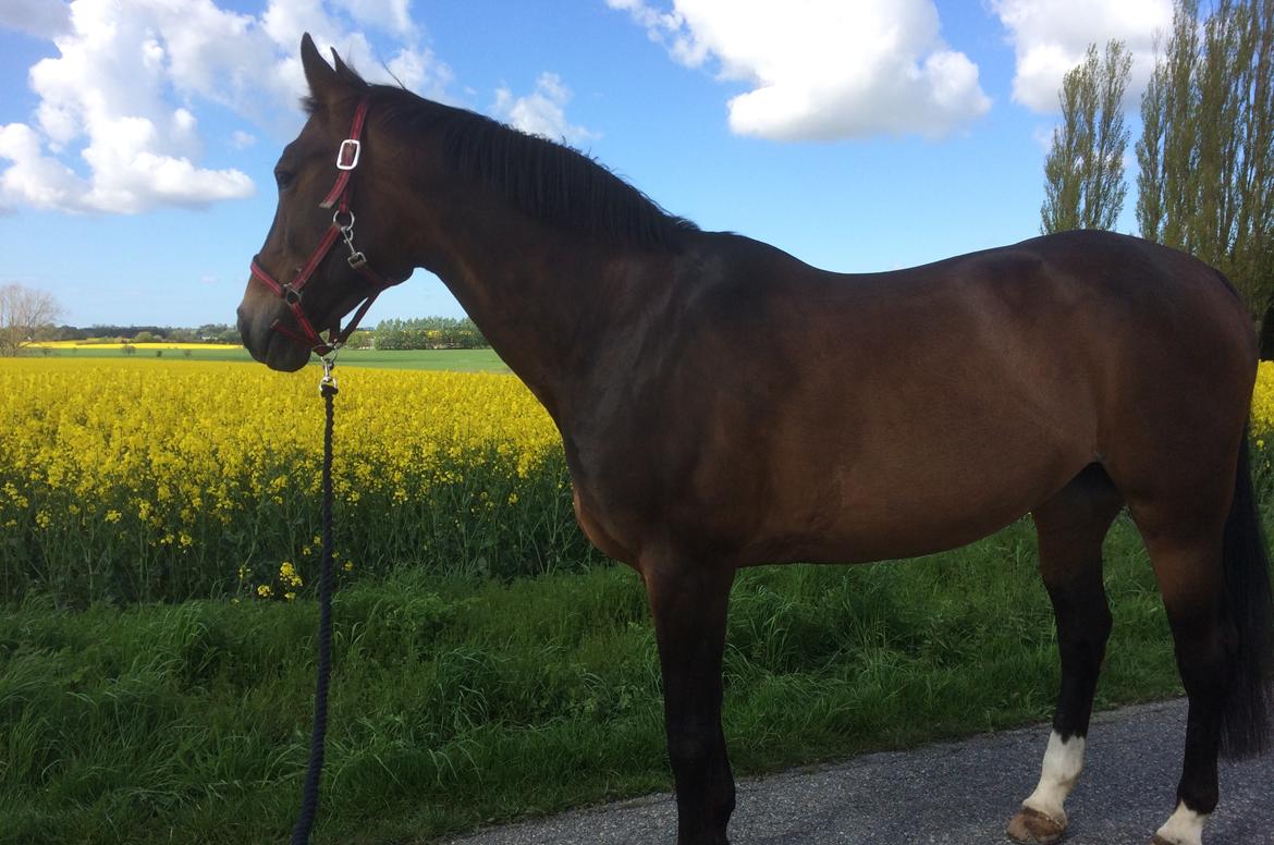 Oldenborg Bella billede 10