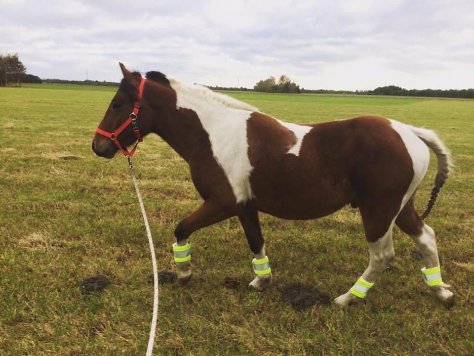 Anden særlig race Joey - Joey bliver flyttet til "vores" nye hjem (2,5 år her) <3 oktober 2016 billede 2