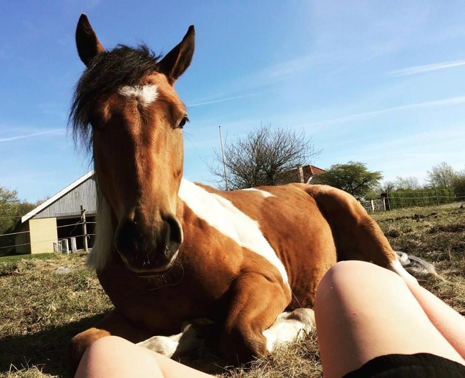 Anden særlig race Joey - juni 2016 vi hygger en weekend morgen :) billede 6