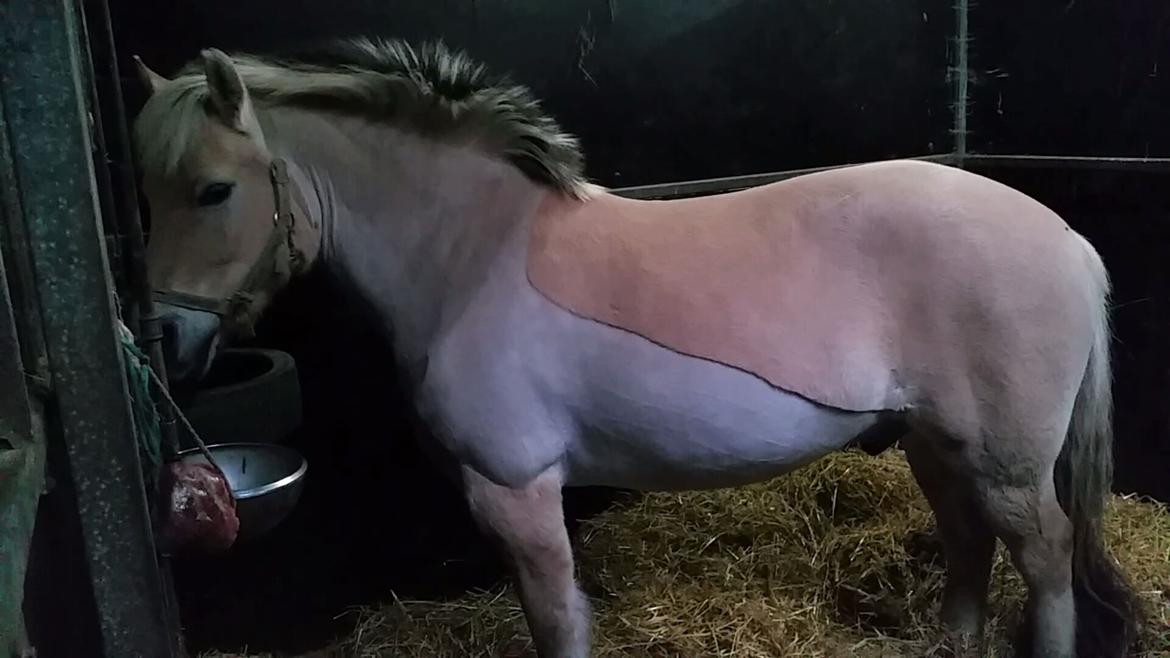 Fjordhest Elvis billede 3