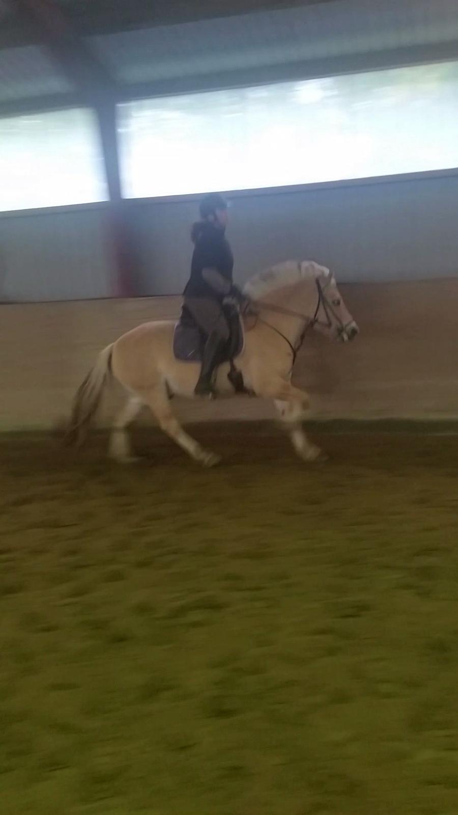 Fjordhest Elvis billede 4