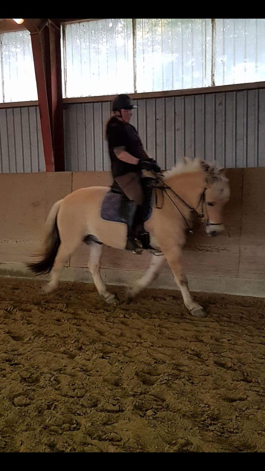 Fjordhest Elvis billede 5