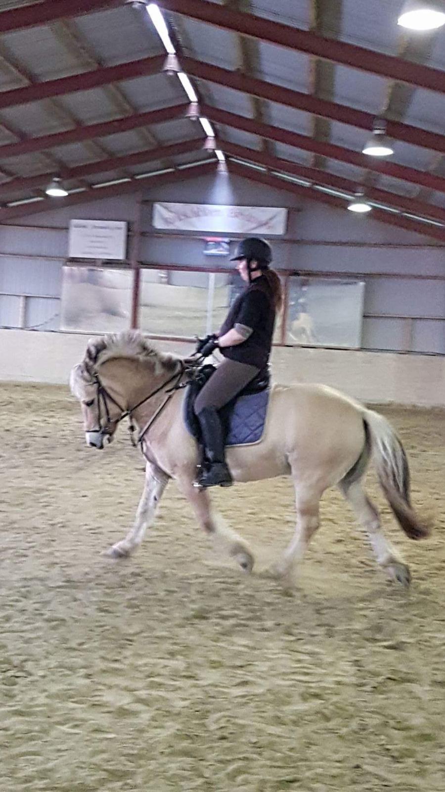 Fjordhest Elvis billede 6