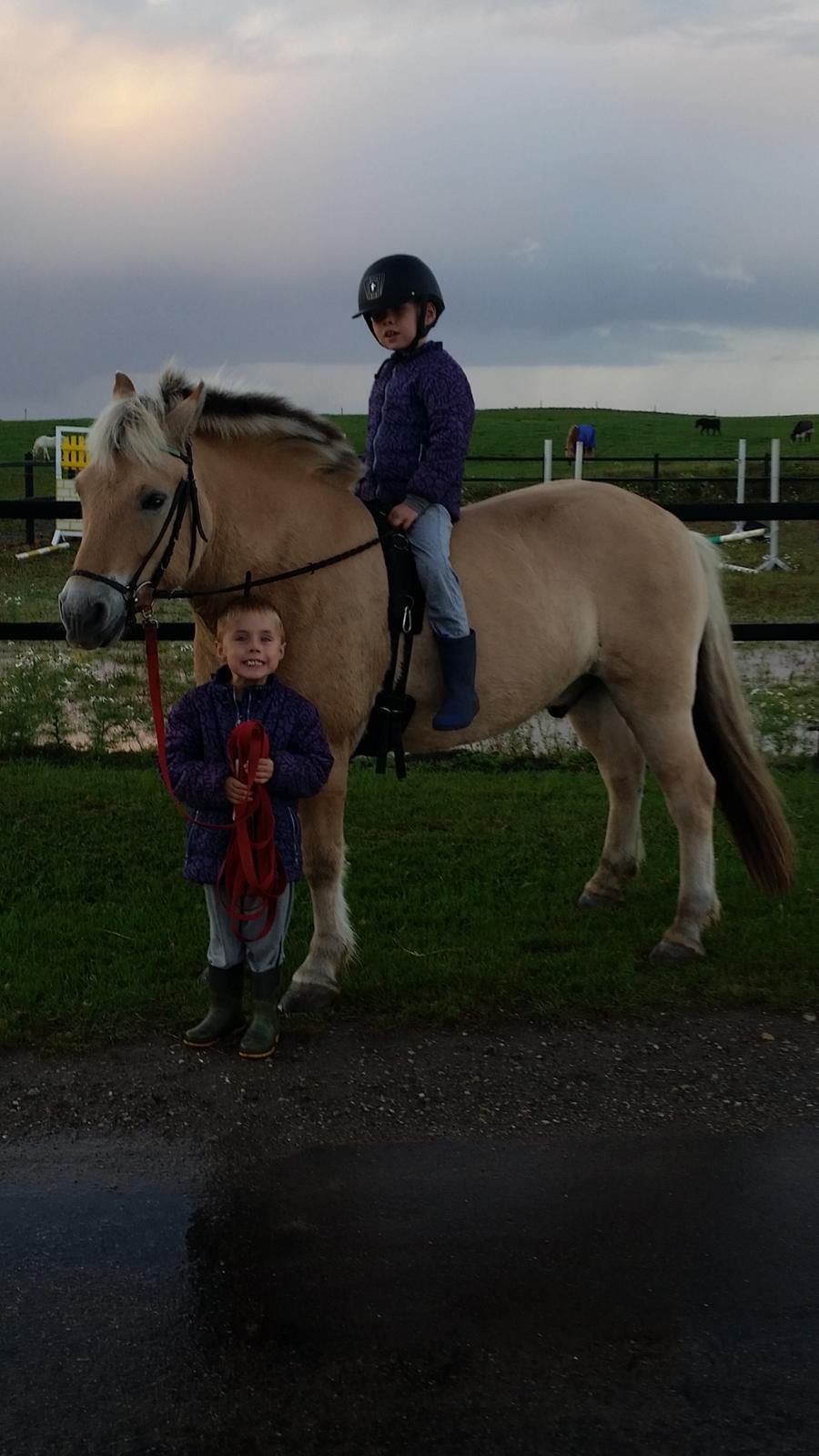 Fjordhest Elvis billede 7