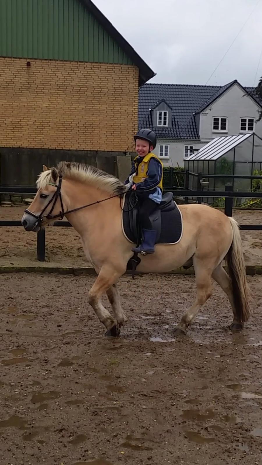 Fjordhest Elvis billede 8