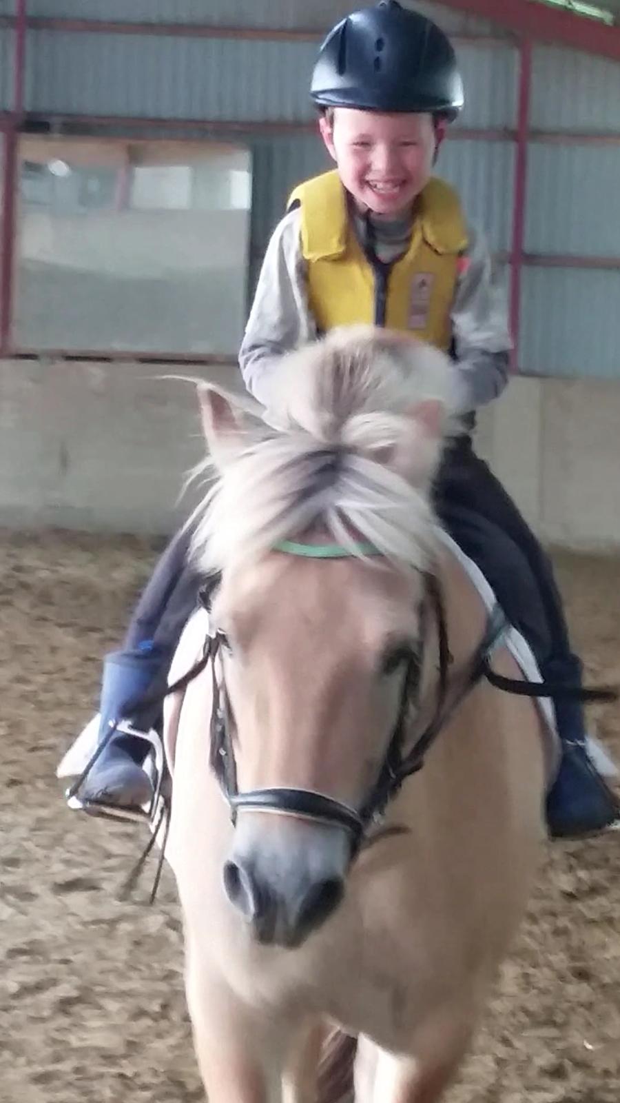 Fjordhest Elvis billede 9