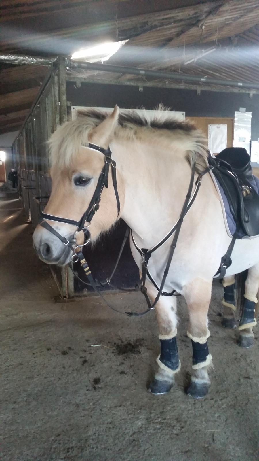 Fjordhest Elvis billede 10