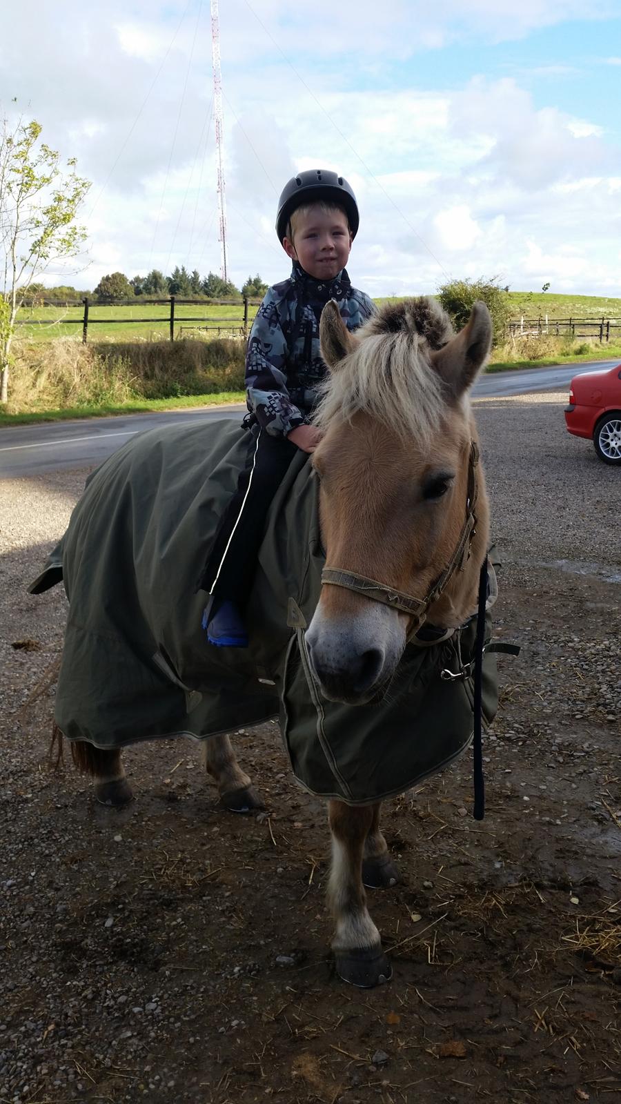 Fjordhest Elvis billede 11