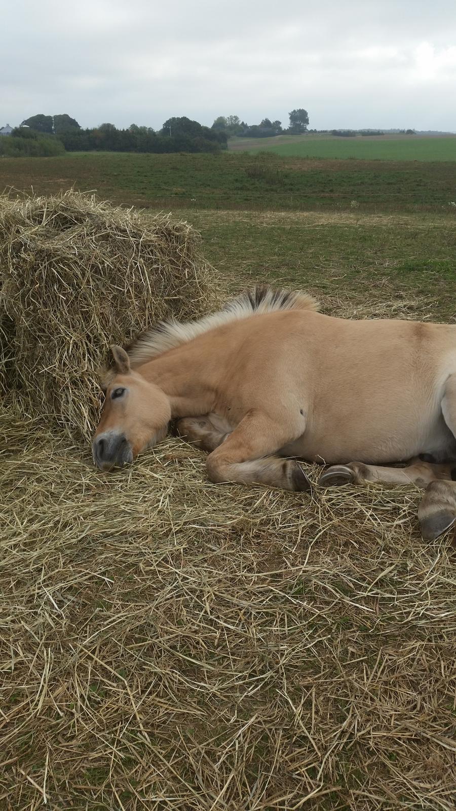 Fjordhest Elvis billede 12