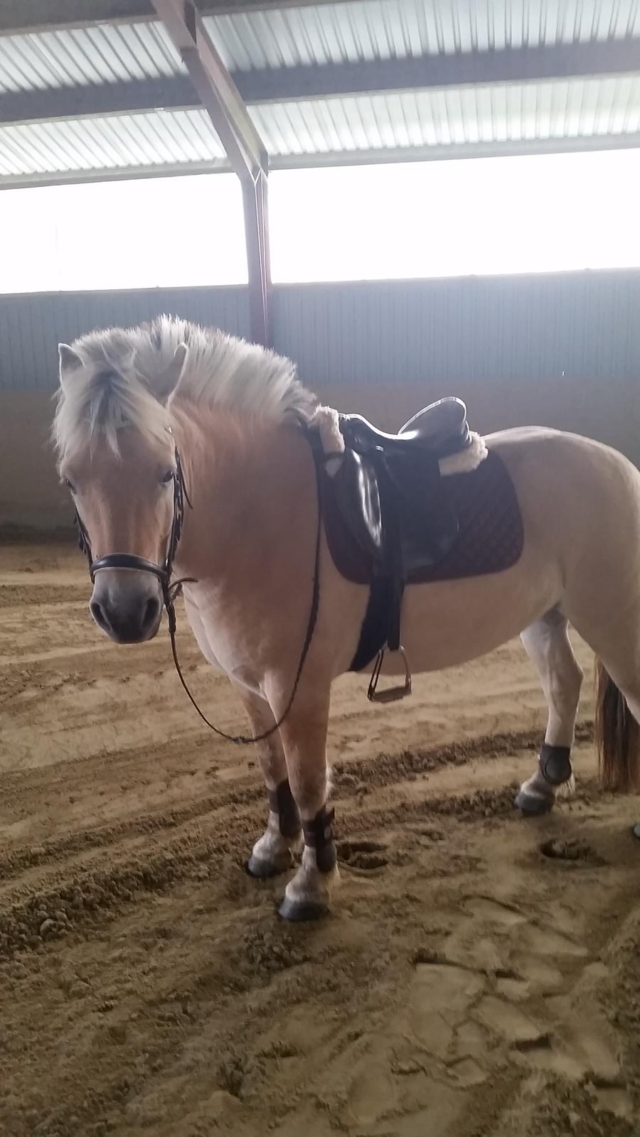 Fjordhest Elvis billede 13