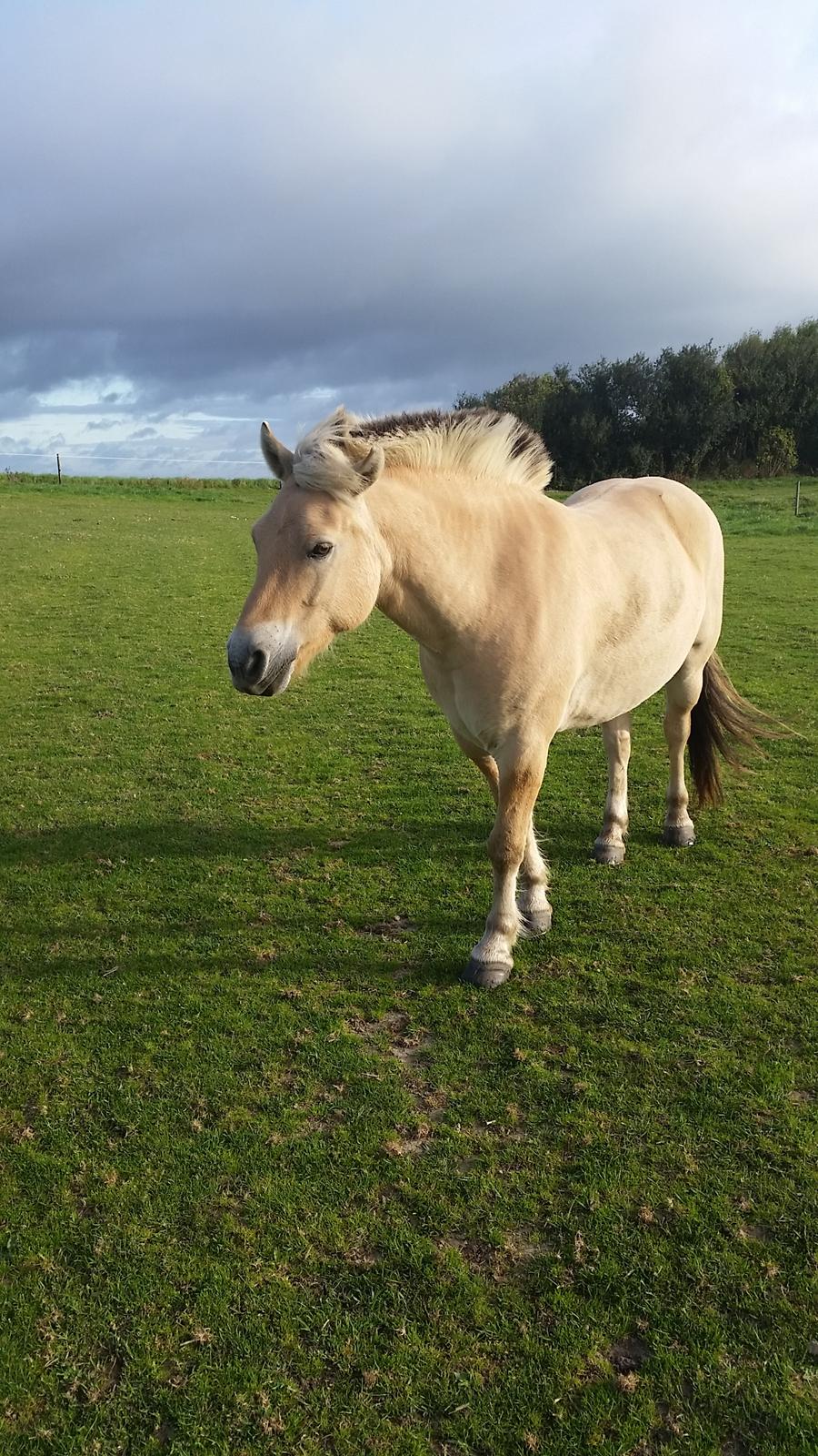 Fjordhest Elvis billede 14