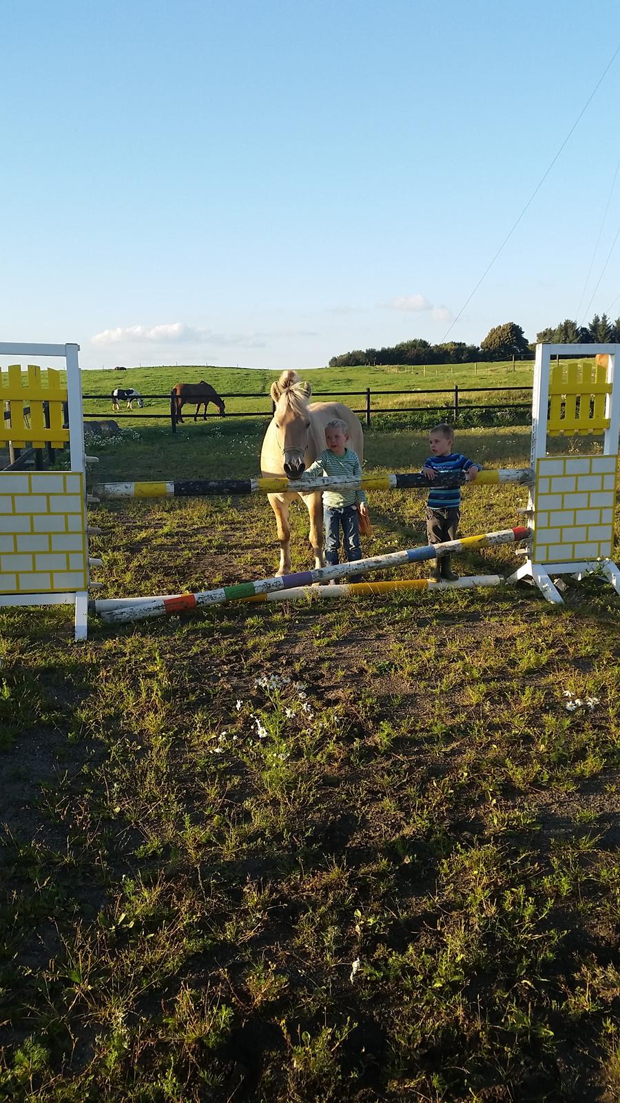 Fjordhest Elvis billede 15