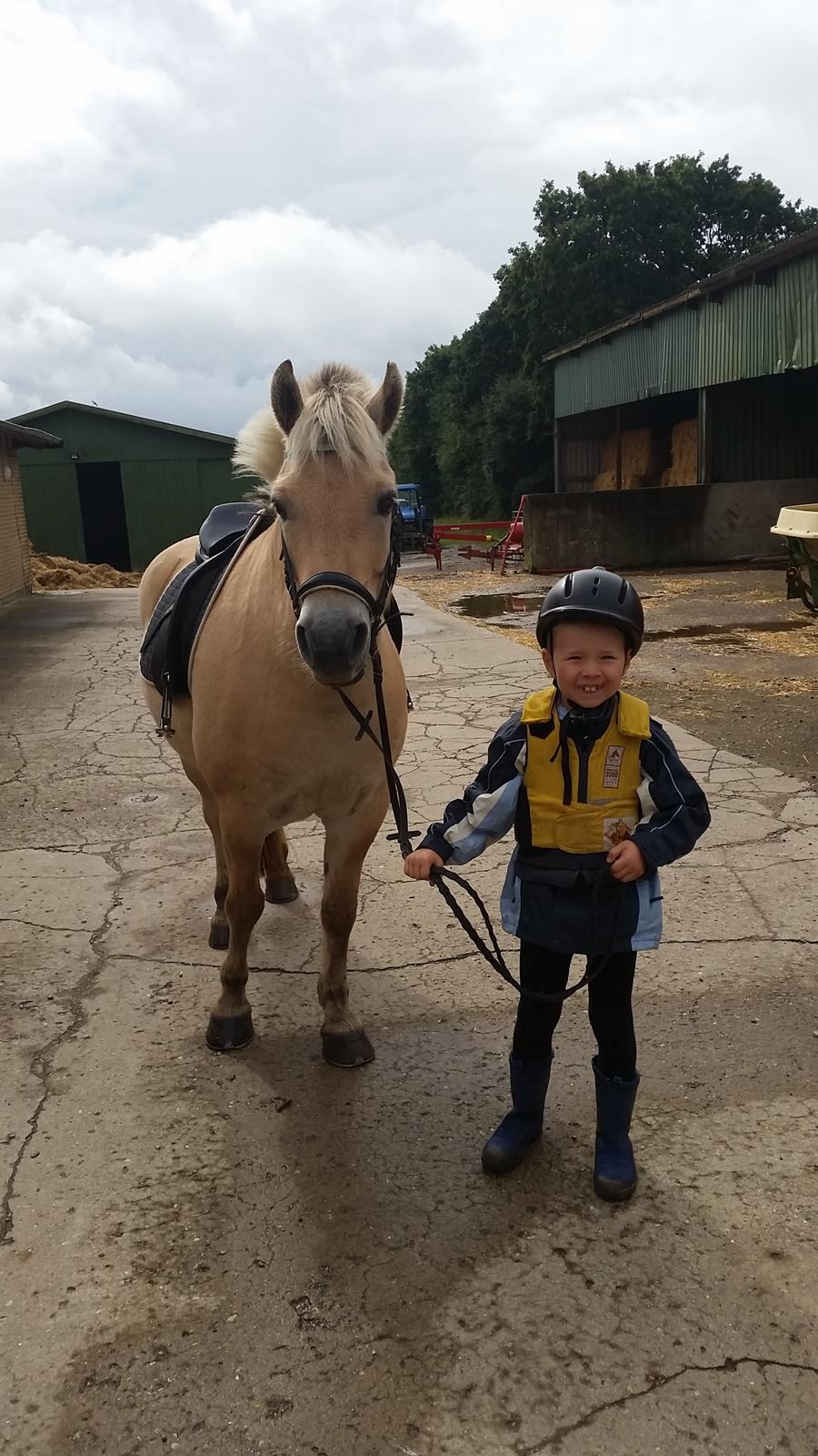 Fjordhest Elvis billede 16