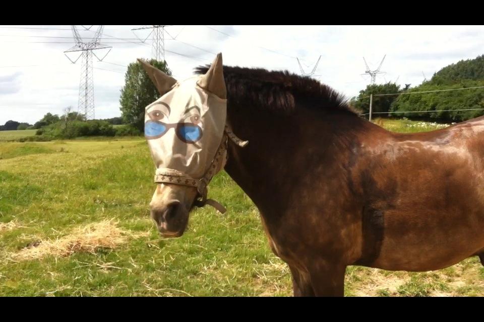 Anden særlig race flico  sove godt søde elsker dig - lækker pony billede 3
