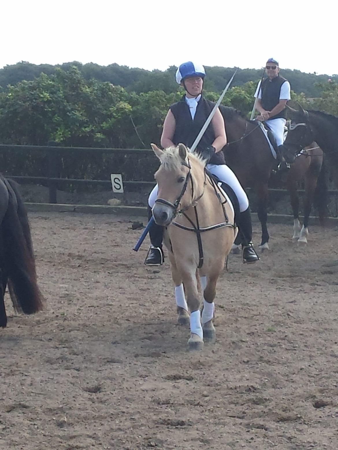 Fjordhest Elvis billede 17