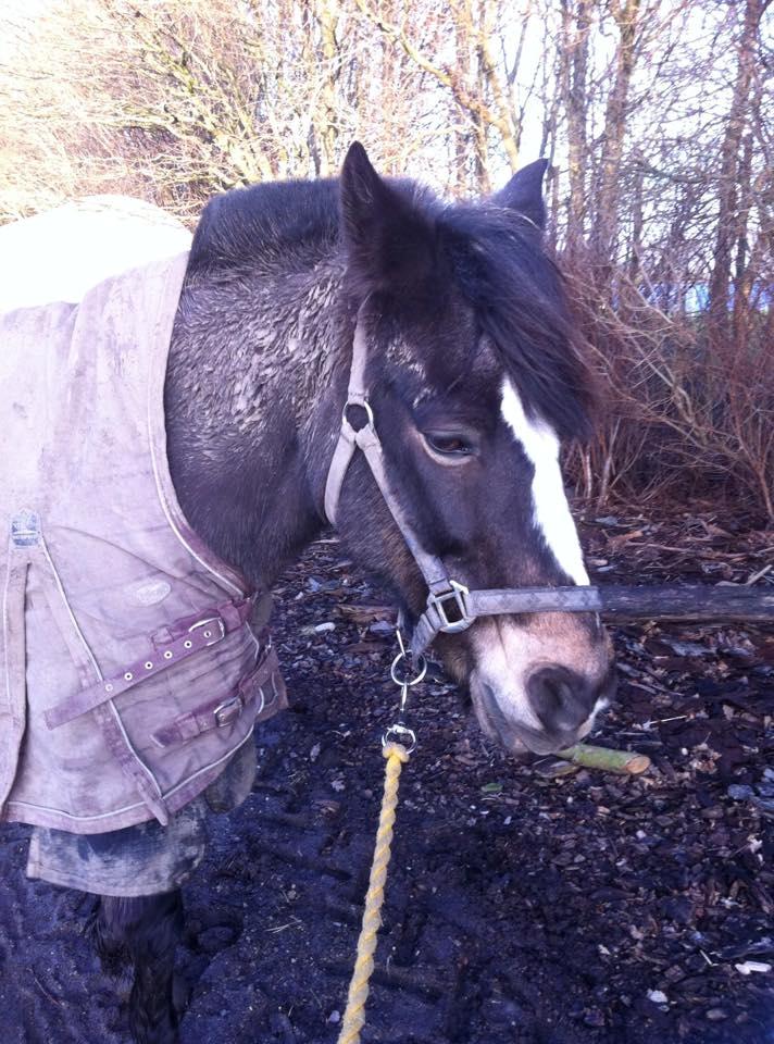 Anden særlig race flico  sove godt søde elsker dig - træt pony billede 11