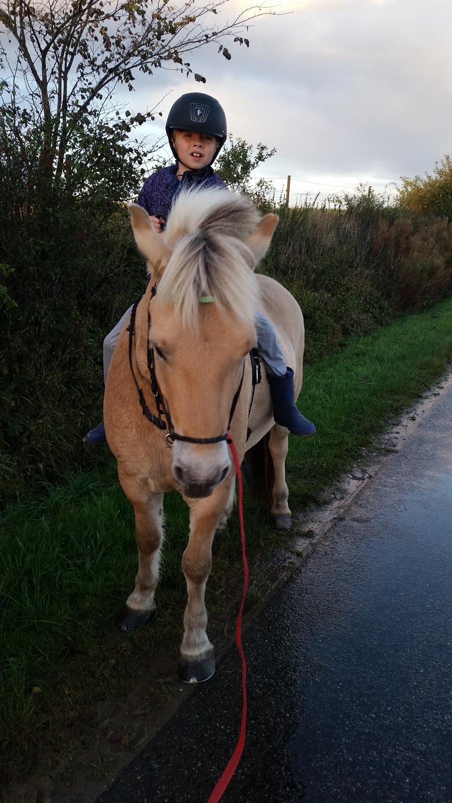 Fjordhest Elvis billede 18