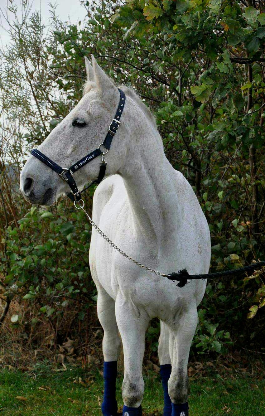 Anden særlig race Clinton billede 7