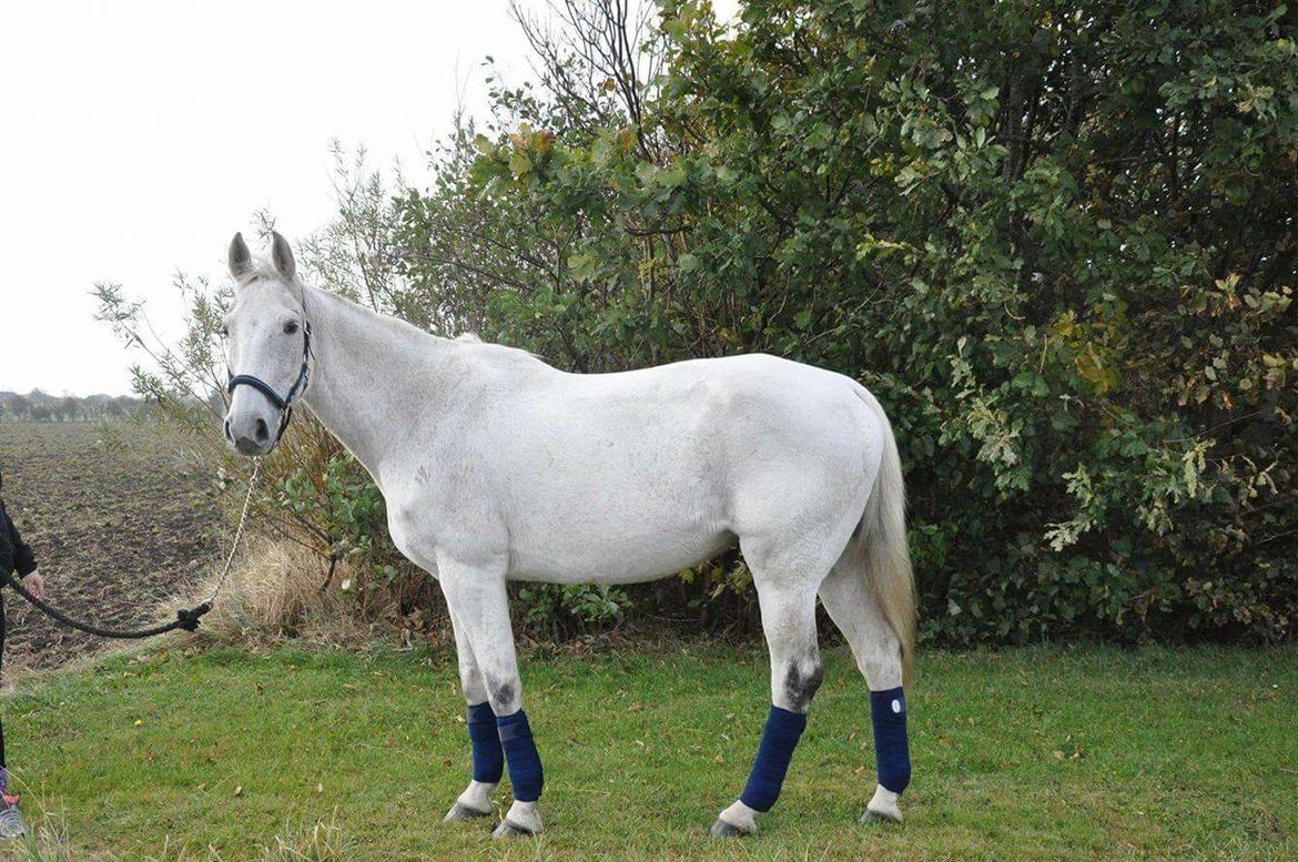 Anden særlig race Clinton billede 8