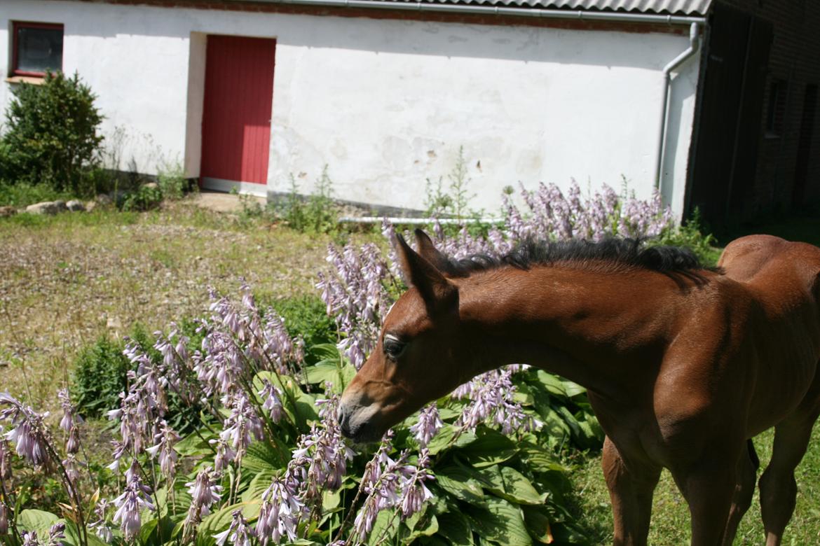 Dansk Varmblod Asbækhedes Flying Stardust R.I.P billede 1