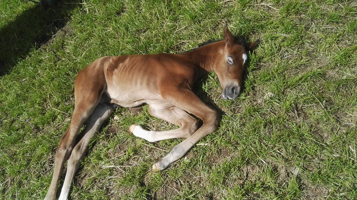 Dansk Varmblod Asbækhedes Flying Stardust R.I.P billede 3