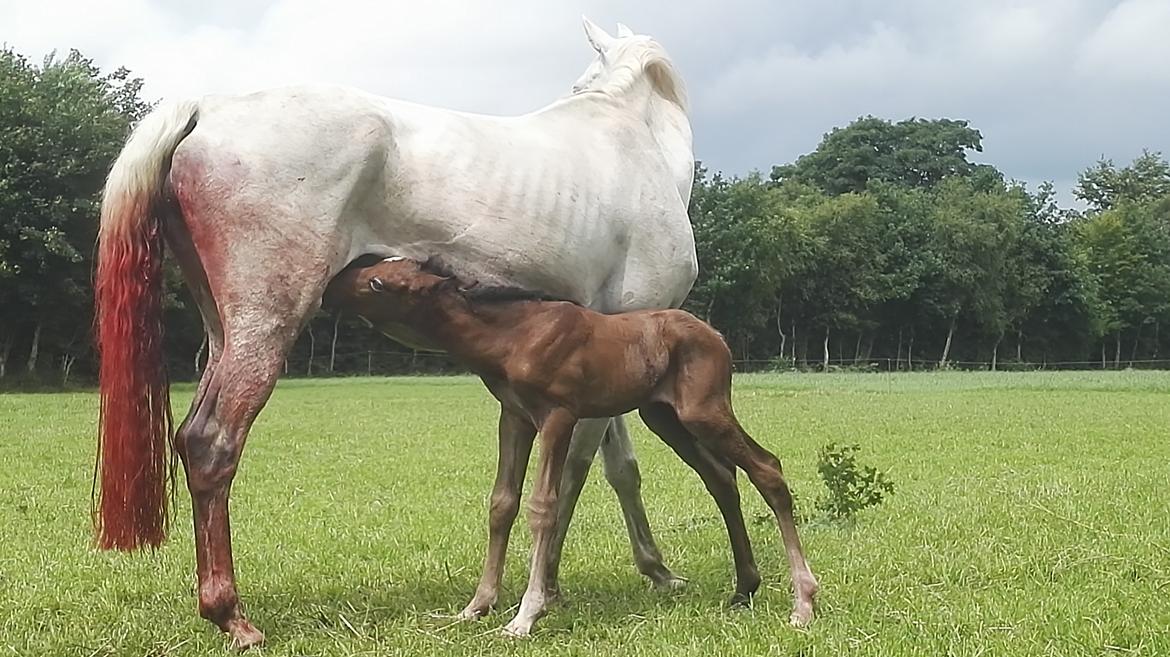 Dansk Varmblod Asbækhedes Flying Stardust R.I.P billede 5