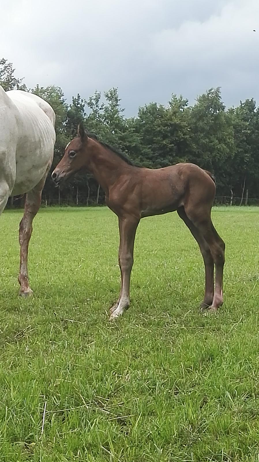 Dansk Varmblod Asbækhedes Flying Stardust R.I.P billede 6