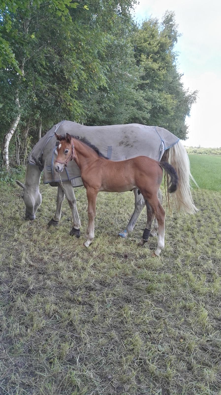 Dansk Varmblod Asbækhedes Flying Stardust R.I.P billede 10