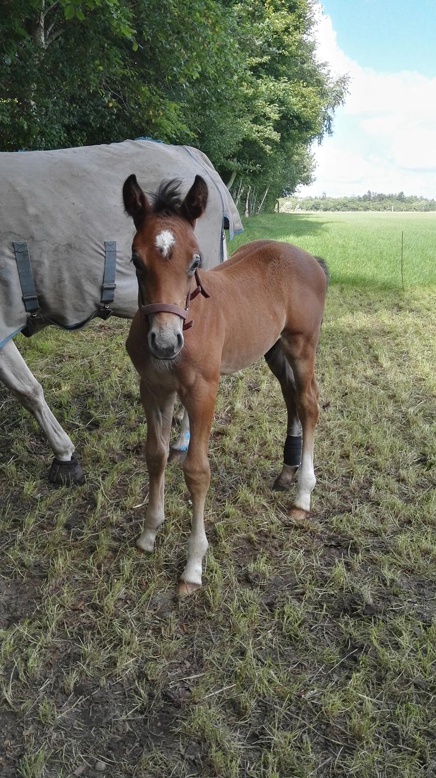 Dansk Varmblod Asbækhedes Flying Stardust R.I.P billede 12