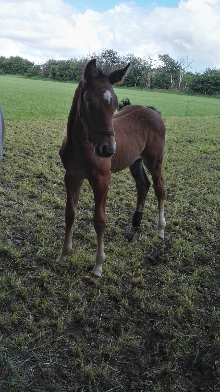 Dansk Varmblod Asbækhedes Flying Stardust R.I.P billede 11