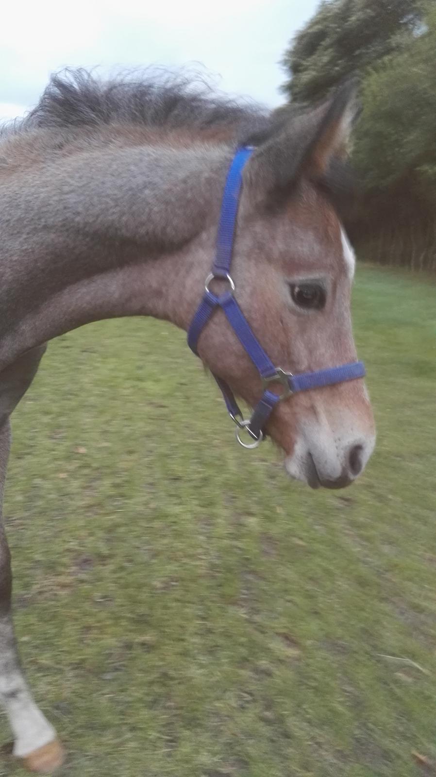 Dansk Varmblod Asbækhedes Flying Stardust R.I.P billede 15