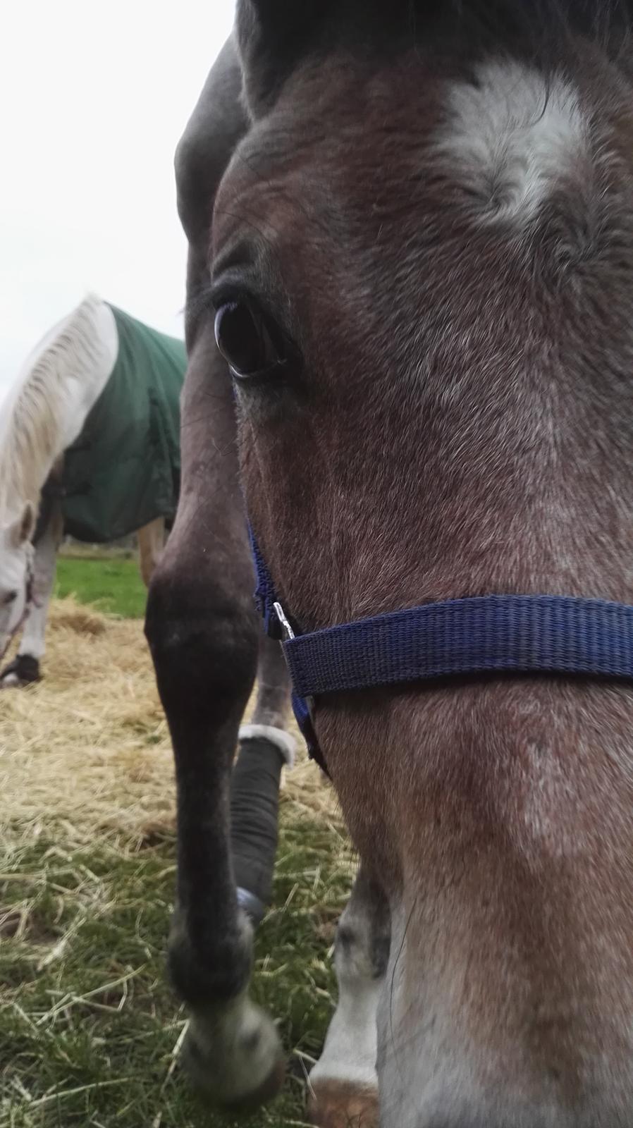 Dansk Varmblod Asbækhedes Flying Stardust R.I.P - Jeg vil gerne nusses med <3 billede 16