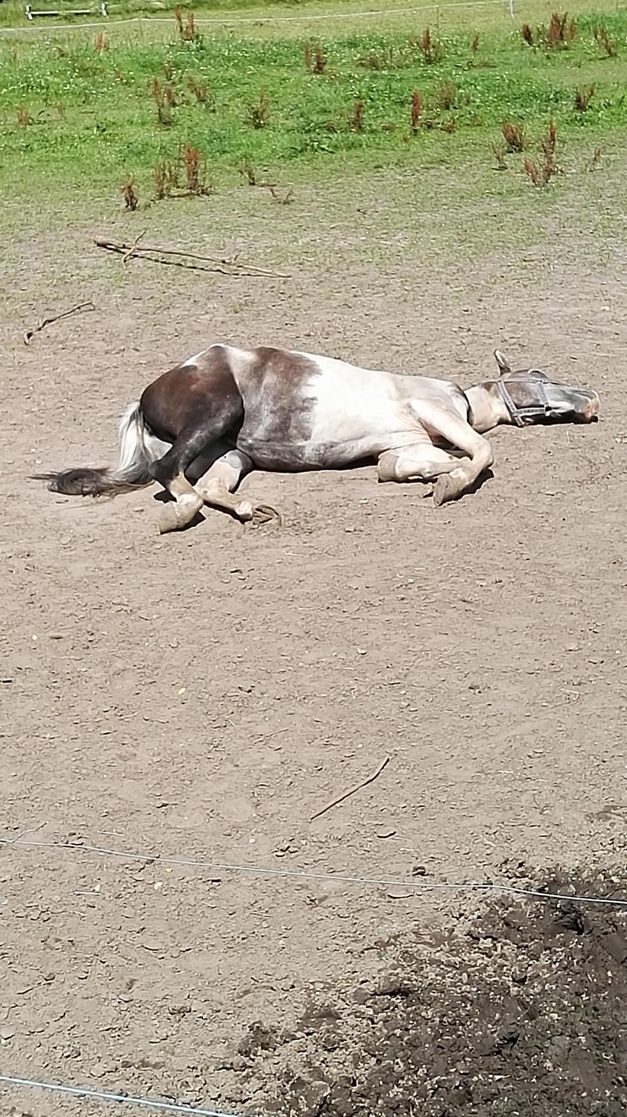 Anden særlig race Royal z´s i survived billede 7