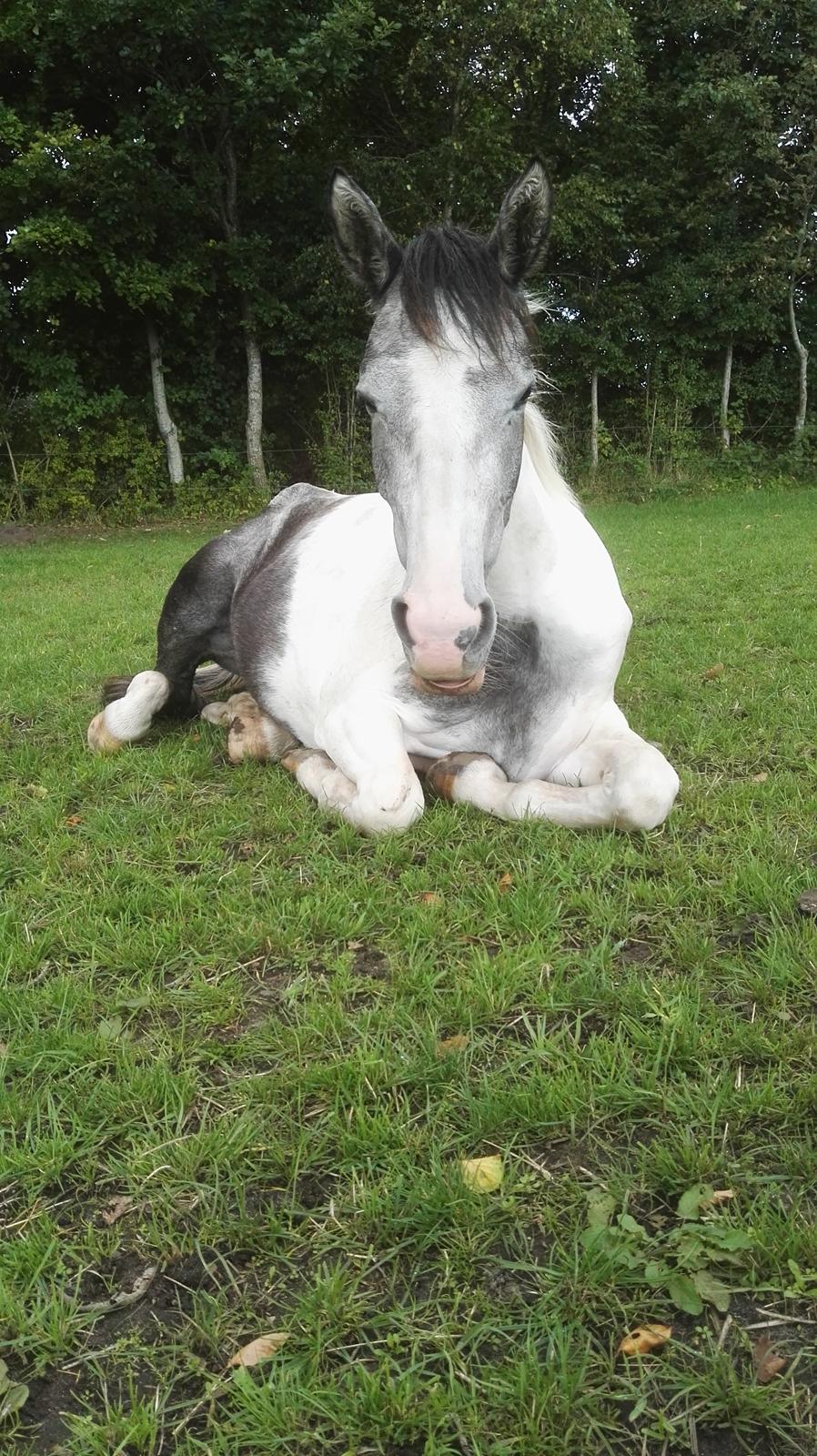 Anden særlig race Royal z´s i survived billede 8