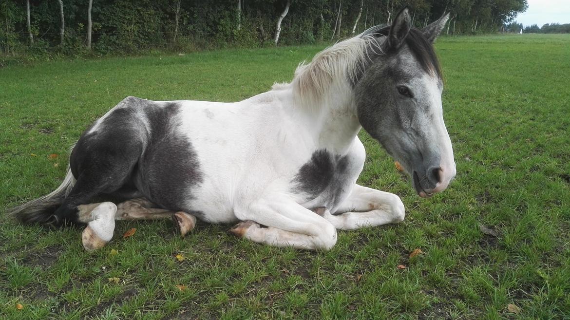 Anden særlig race Royal z´s i survived billede 9