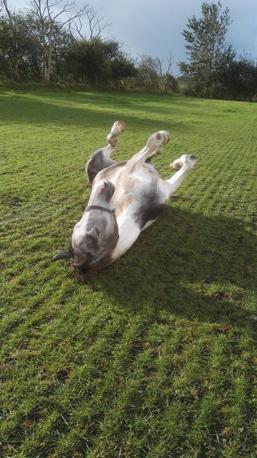 Anden særlig race Royal z´s i survived billede 10