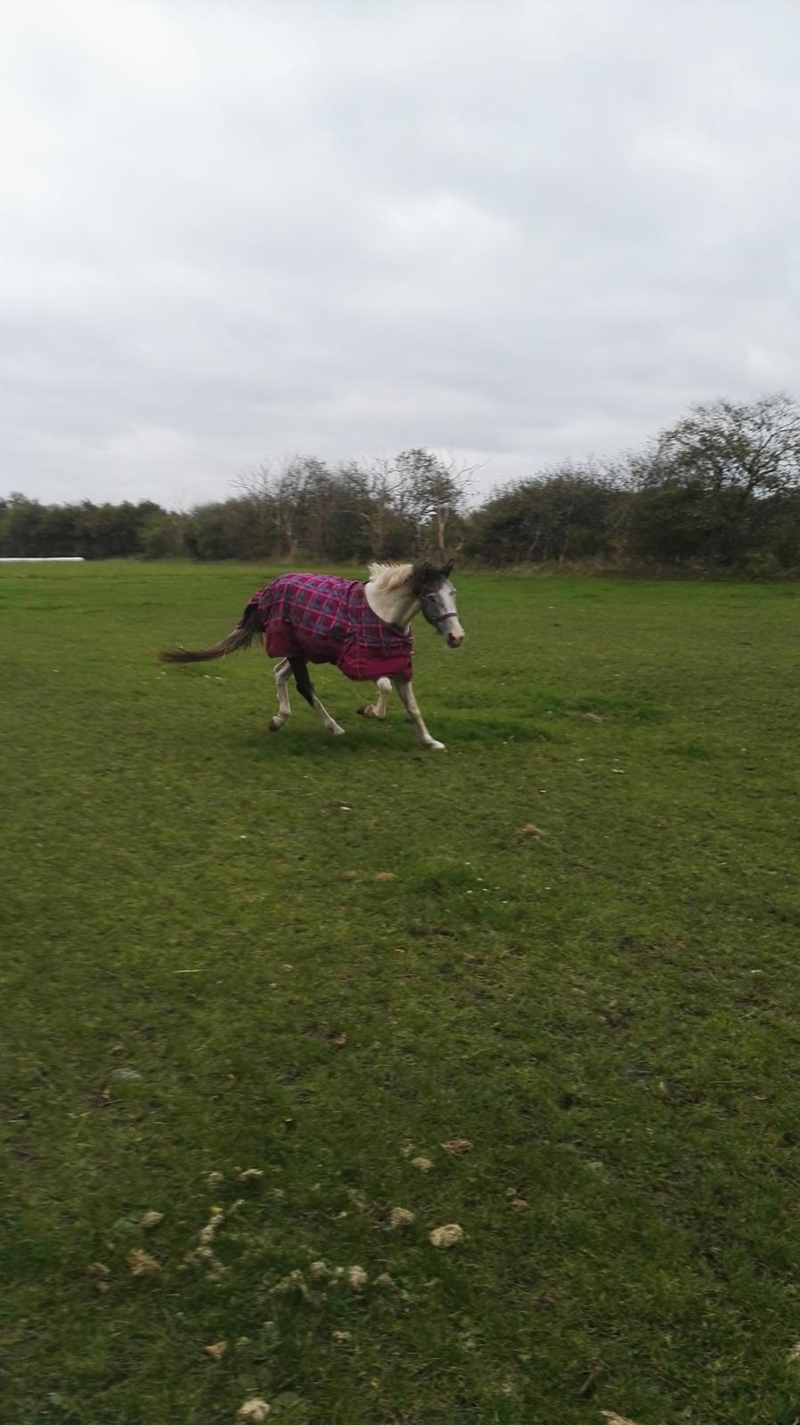 Anden særlig race Royal z´s i survived billede 12